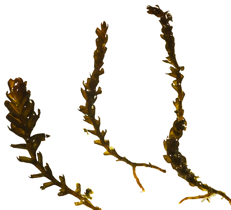 Apomarsupella revoluta